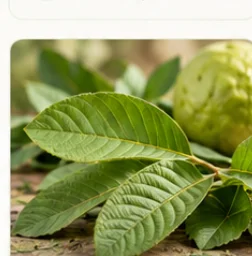 Guava Leaves