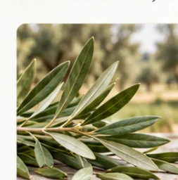 Olive Leaves
